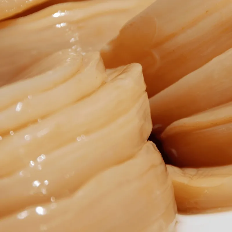 Kombucha-Pilz (SCOBY)